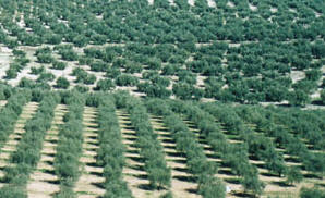 olival